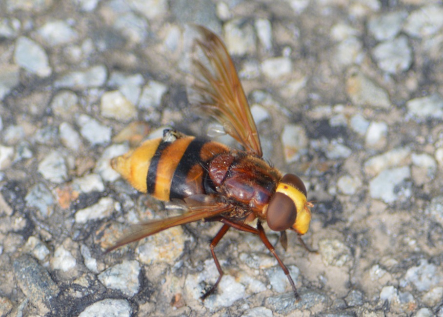 An Hornet in Gorron 2013.