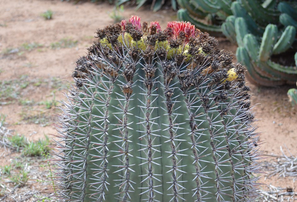 Cactus Farm, Australia 2015.