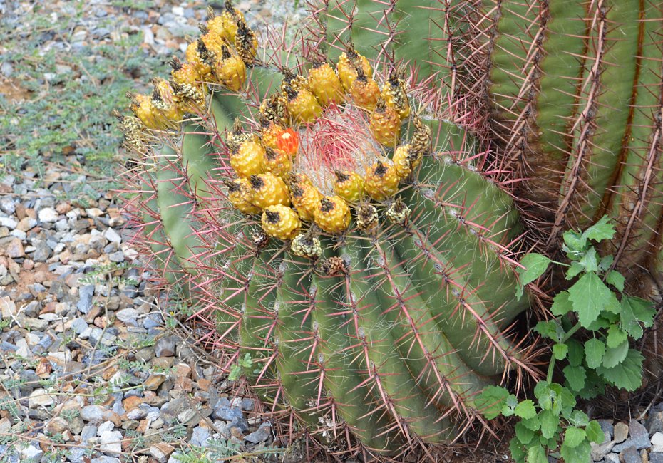 Cactus Farm, Australia 2015.
