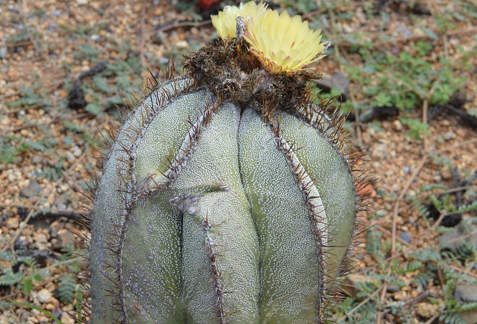 Cactus Farm, Australia 2015.