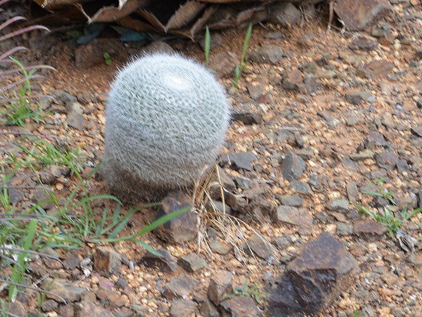Cactus Farm, Australia 2015.