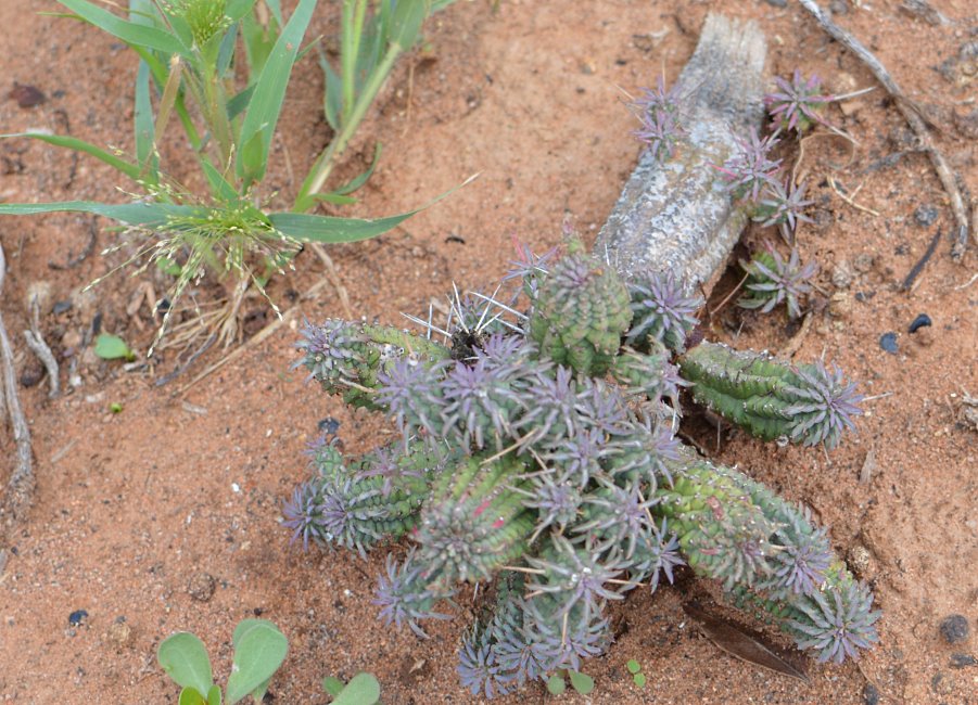 Cactus Farm, Australia 2015.