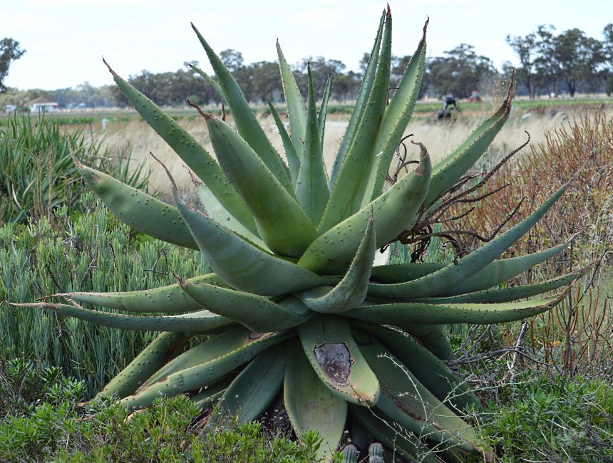 Cactus Farm, Australia 2015.