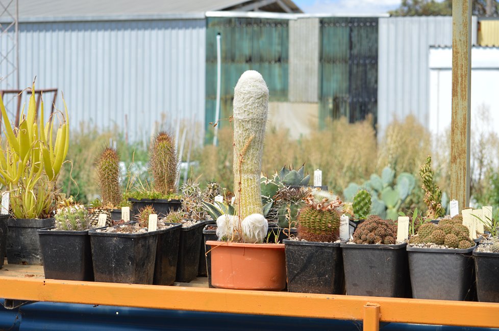 Cactus Farm, Australia 2015.