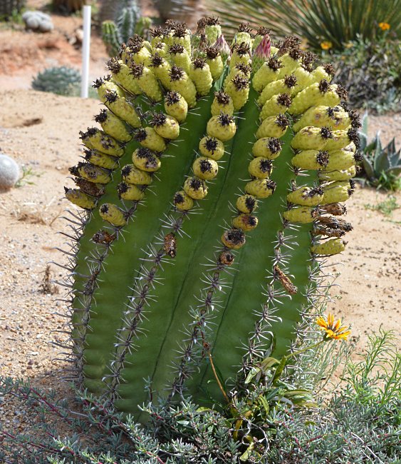 Cactus Farm, Australia 2015.