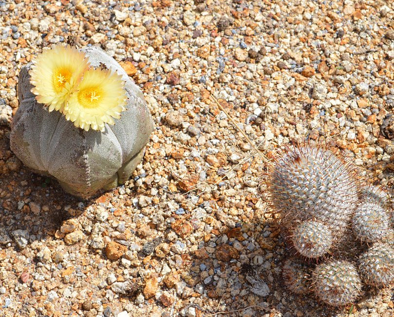 Cactus Farm, Australia 2015.