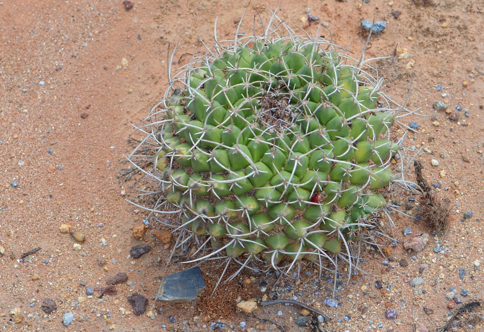 Cactus Farm, Australia 2015.