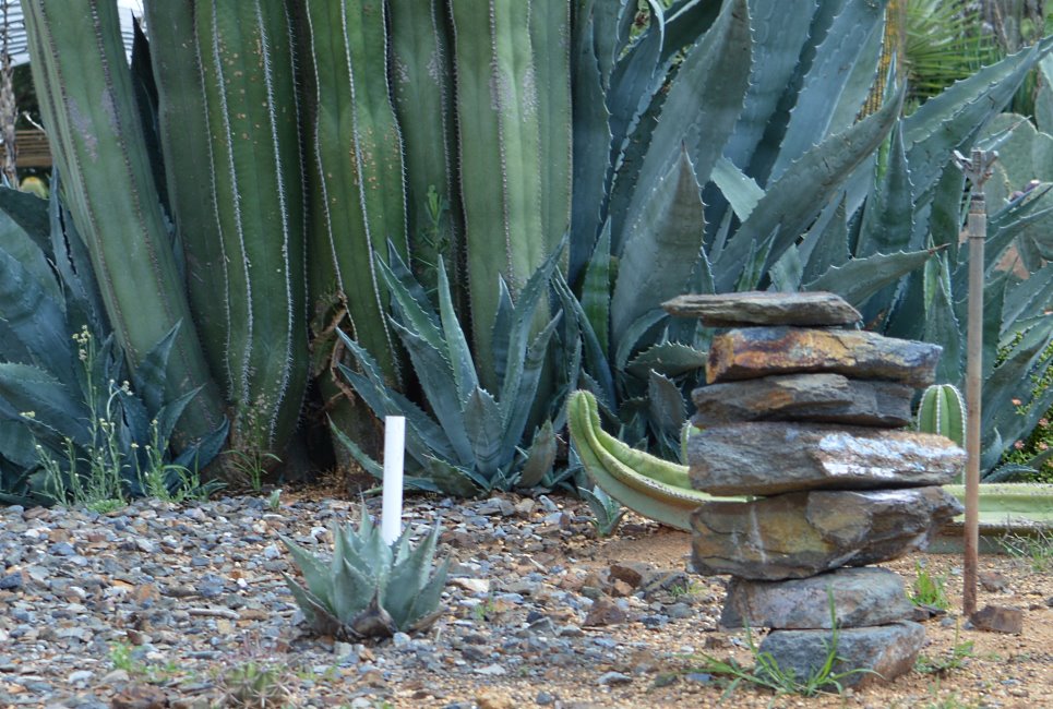 Cactus Farm, Australia 2015.