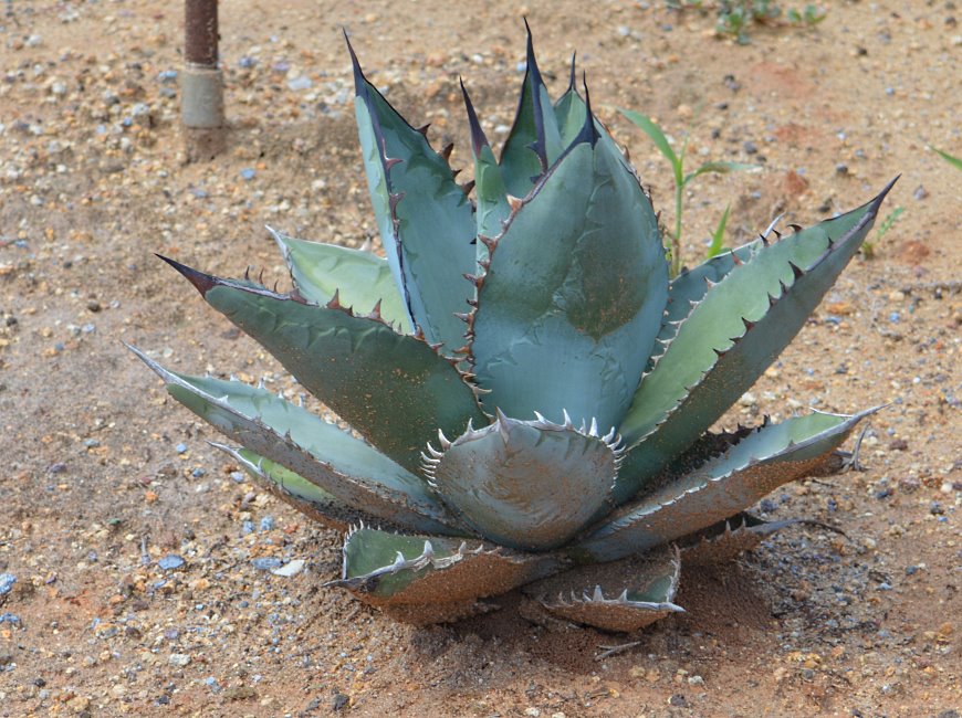 Cactus Farm, Australia 2015.