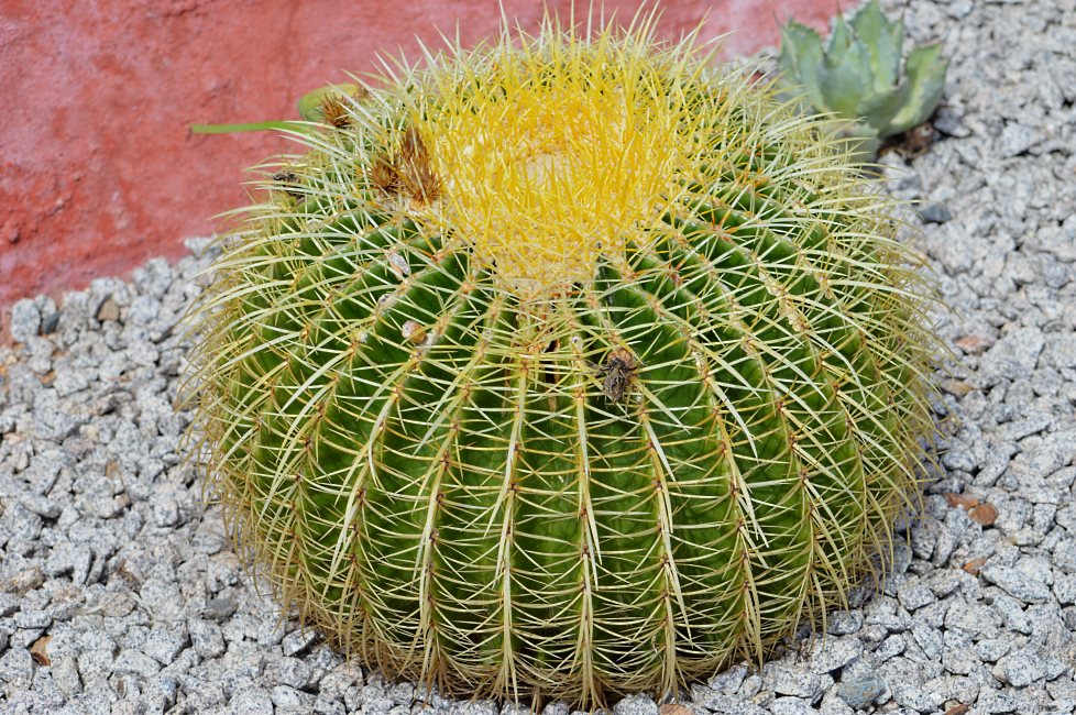 Cactus Farm, Australia 2015.