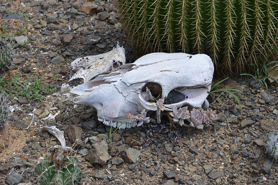 Cactus Farm, Australia 2015.
