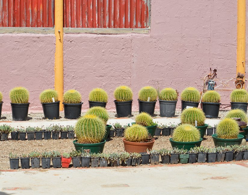 Cactus Farm, Australia 2015.