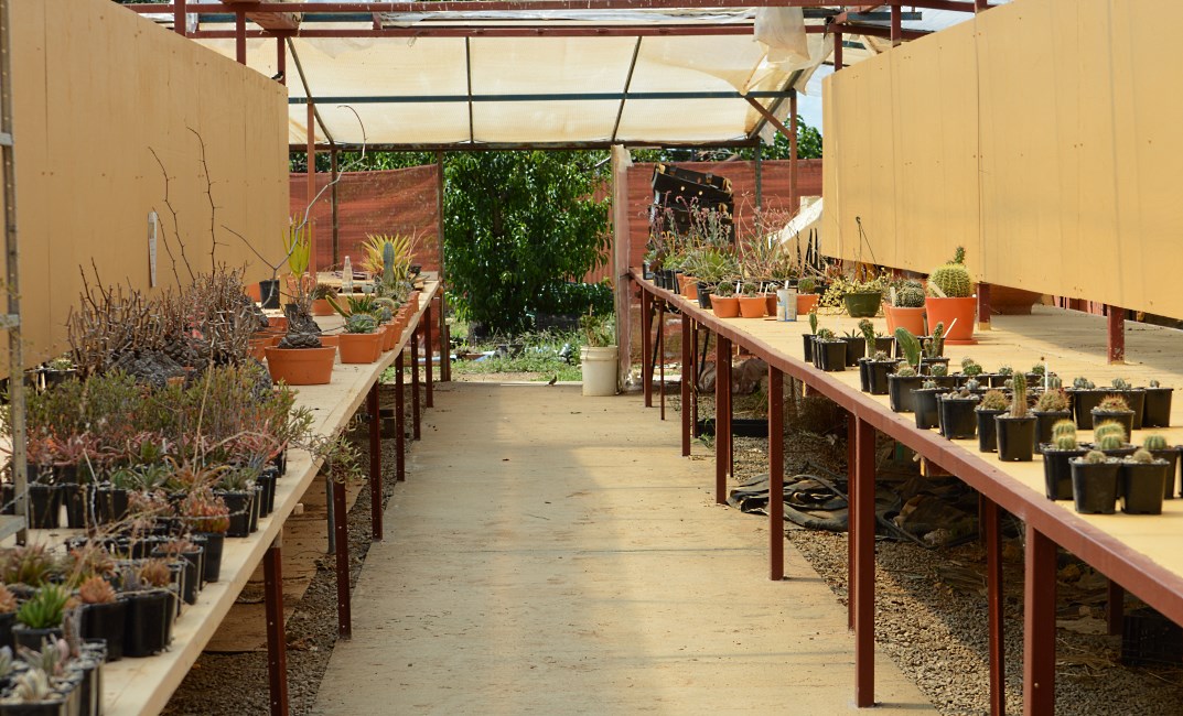 Cactus Farm, Australia 2015.