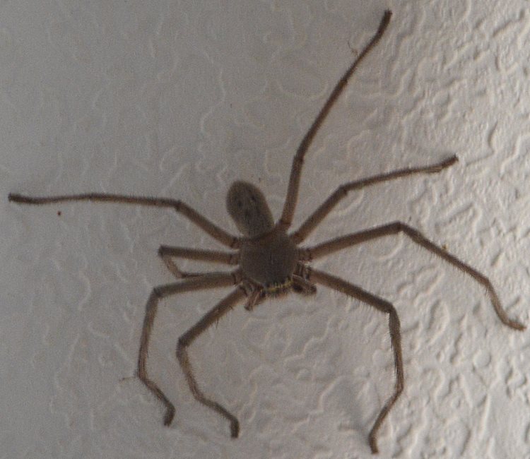 on the ceiling.