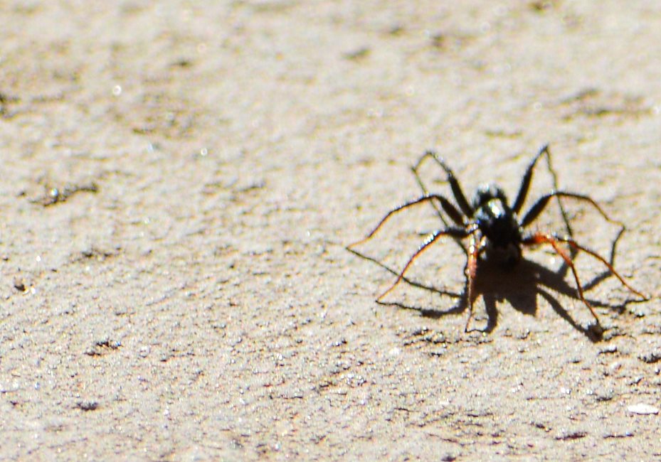 Spider.