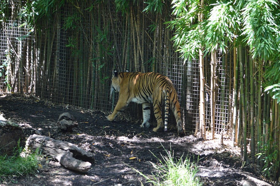 Melbourne Zoo 2015.