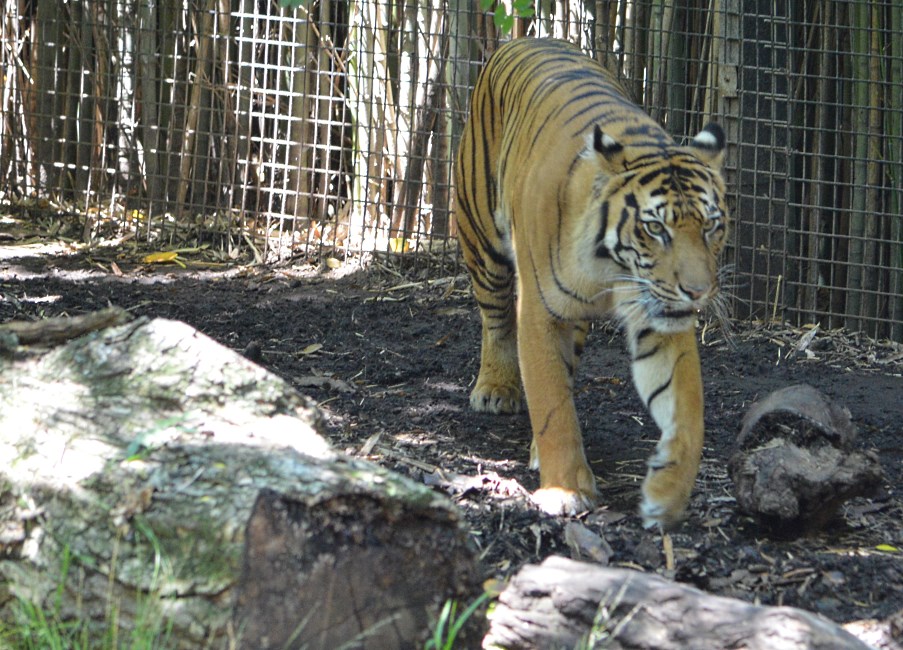 Melbourne Zoo 2015.