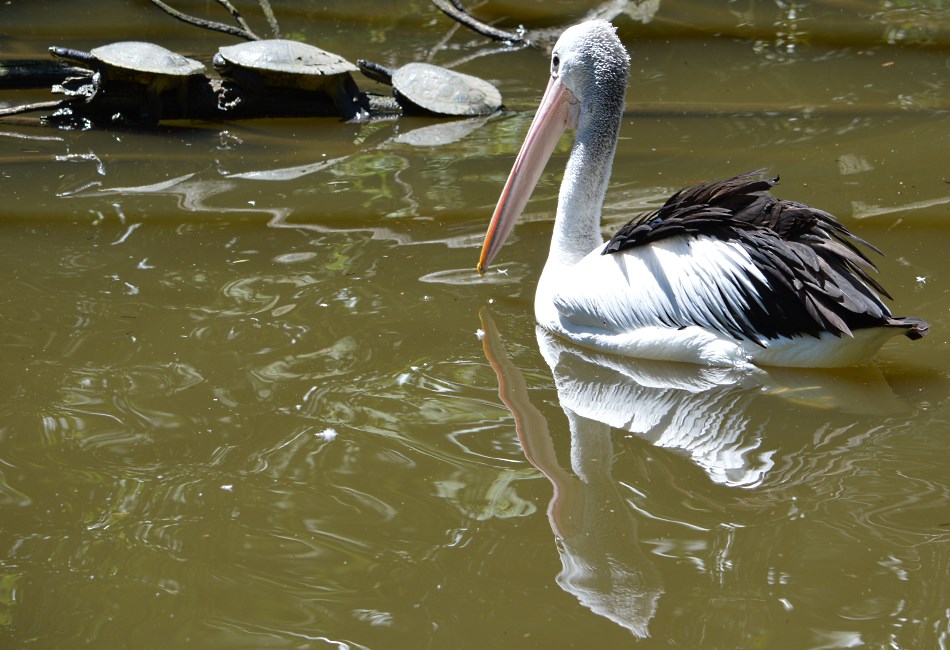 Melbourne Zoo 2015.