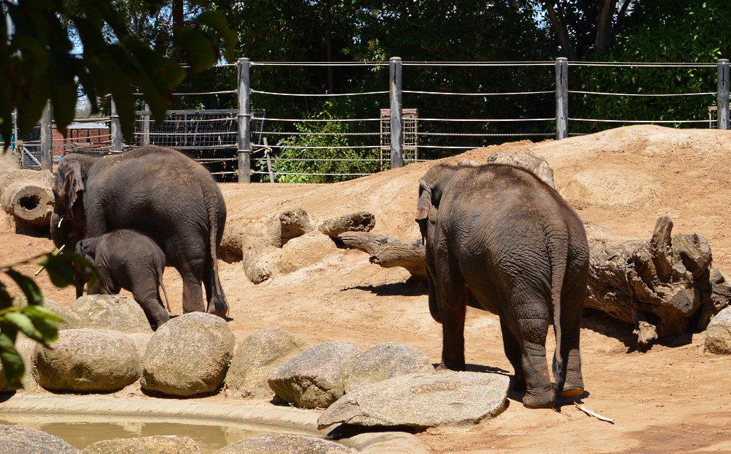 Melbourne Zoo 2015.