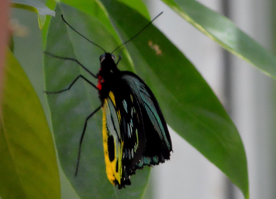 Melbourne Zoo 2015.
