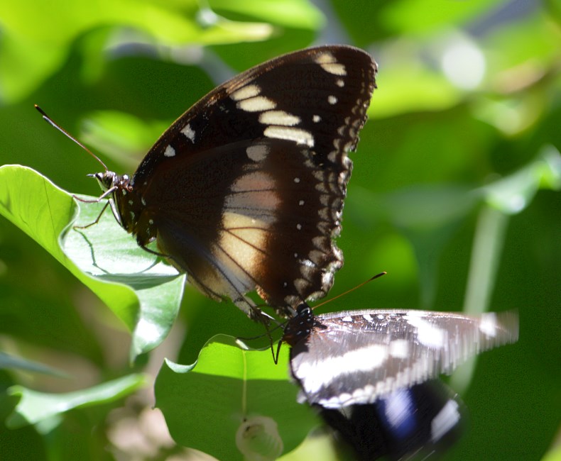 Melbourne Zoo 2015.