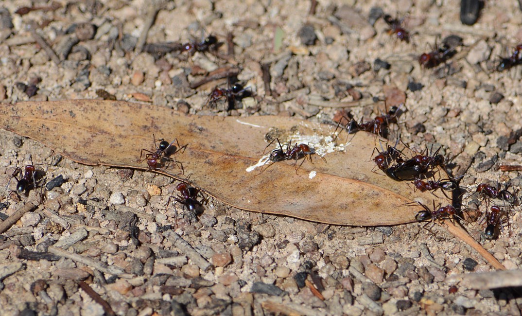 Ants in Australia 2015.