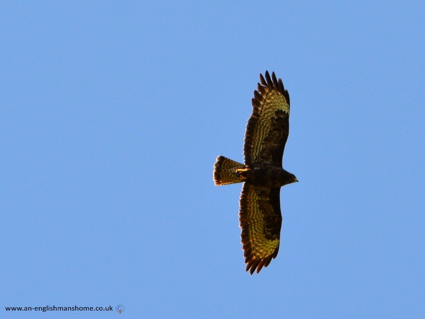 A Buzzard.