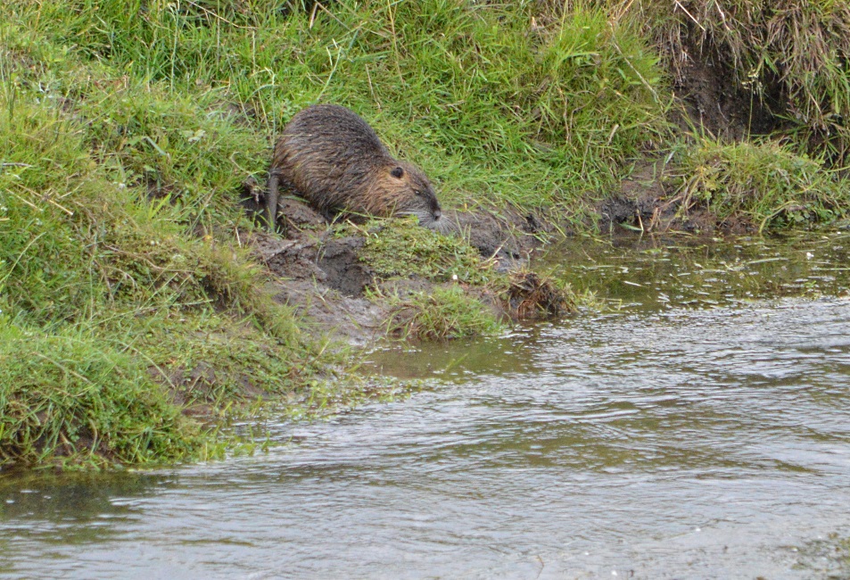 Coypu.