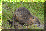 A Coypu. 2014