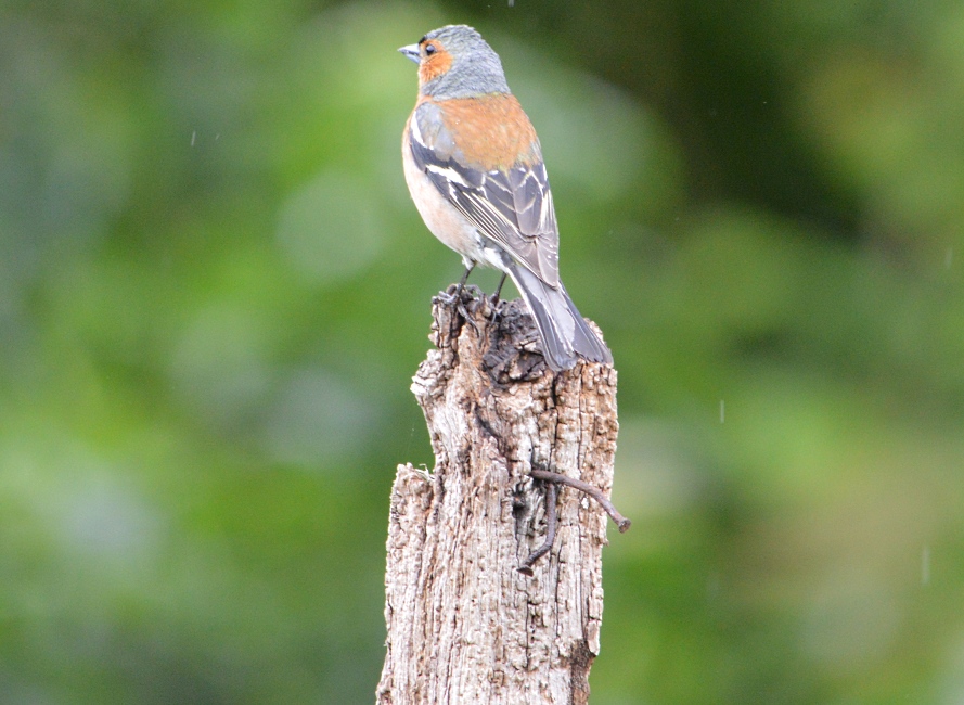Finch stands proudly on a post. 2014