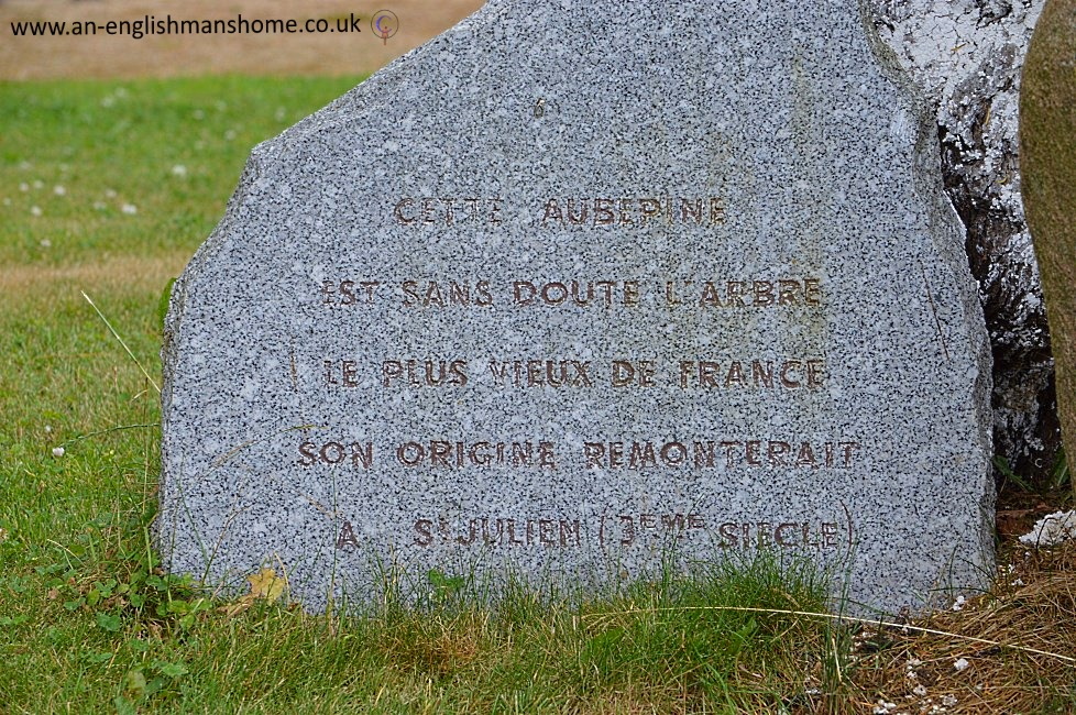 The oldest Tree in France 2014.