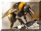Bee having a drink 2014.