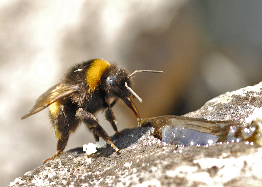 Bee having a drink 2014.