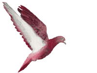 Ed's Pigeon 2008