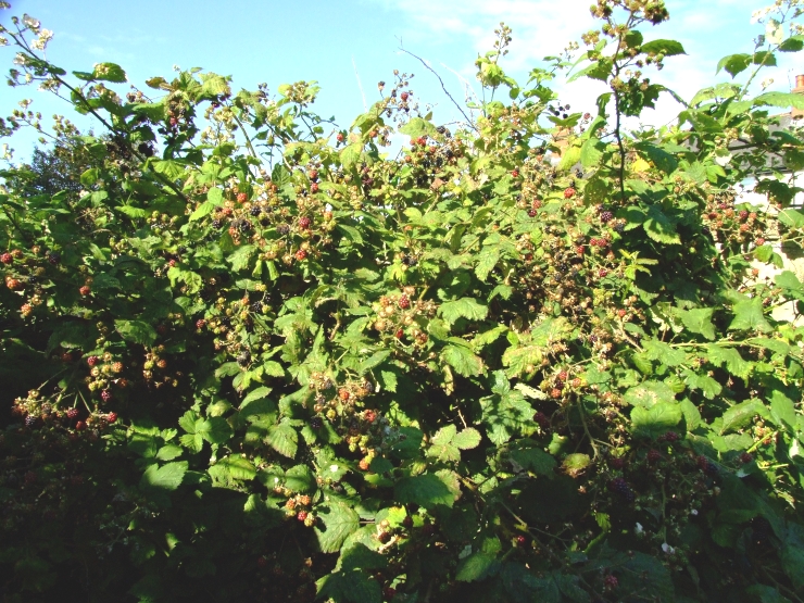 Blackberry bush.