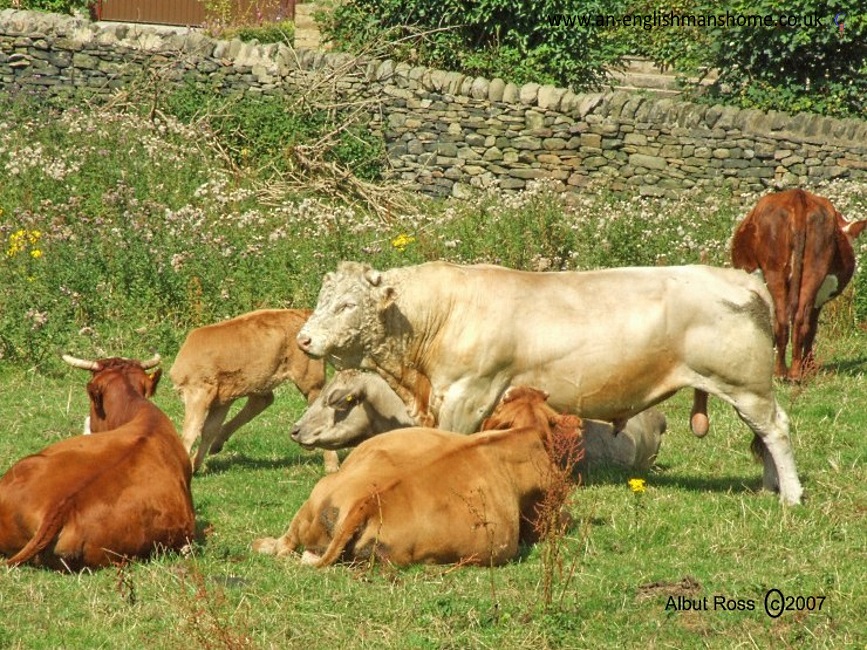 What a load of Bull.