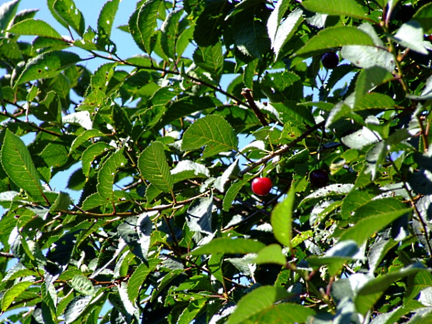 Cherry tree.