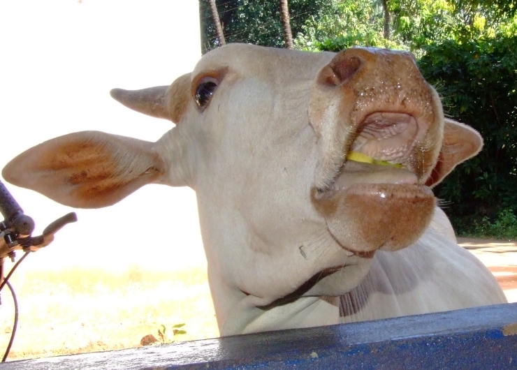 Cow