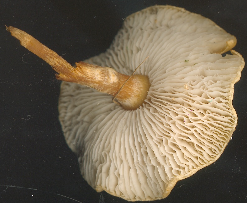 A Smelly dark and light brown mushroom.