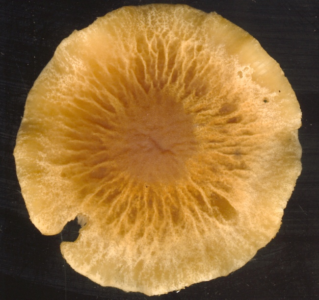A Smelly dark and light brown mushroom.