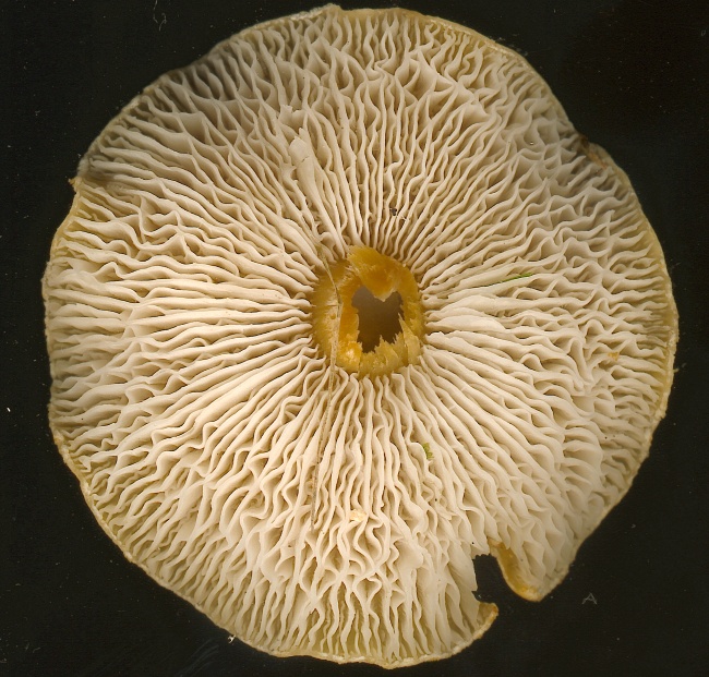 A Smelly dark and light brown mushroom.