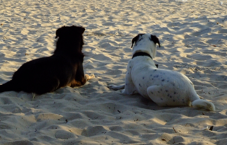 Dogs relaxing.