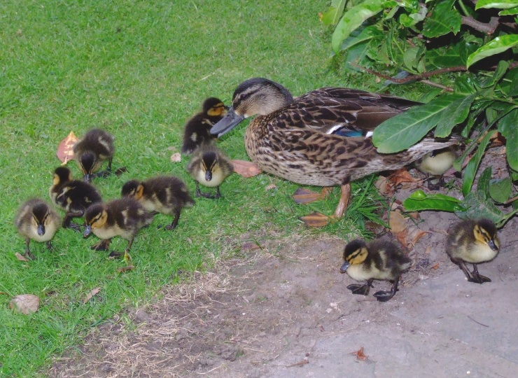Ducks.