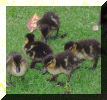 Ducks