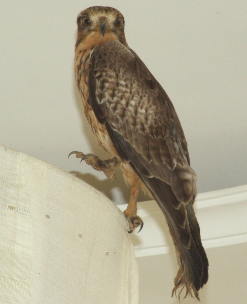 Eagle resting on lampshade.