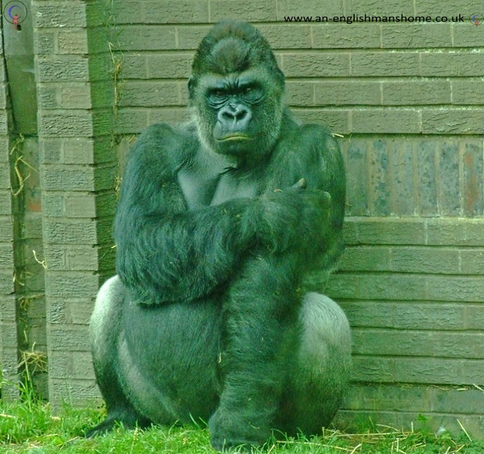 Gorrilla.