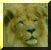 Lion.