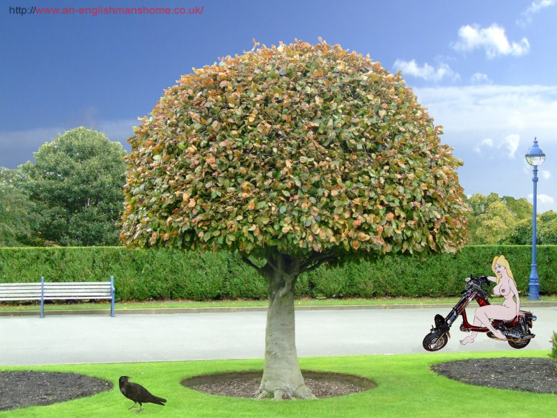 Lister Park Tree. 2008