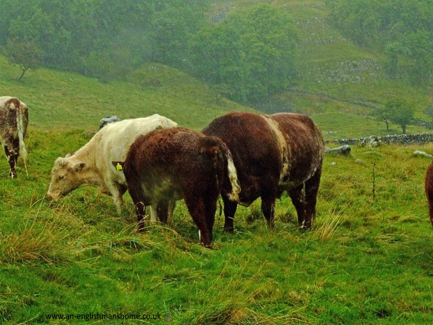 Cows.