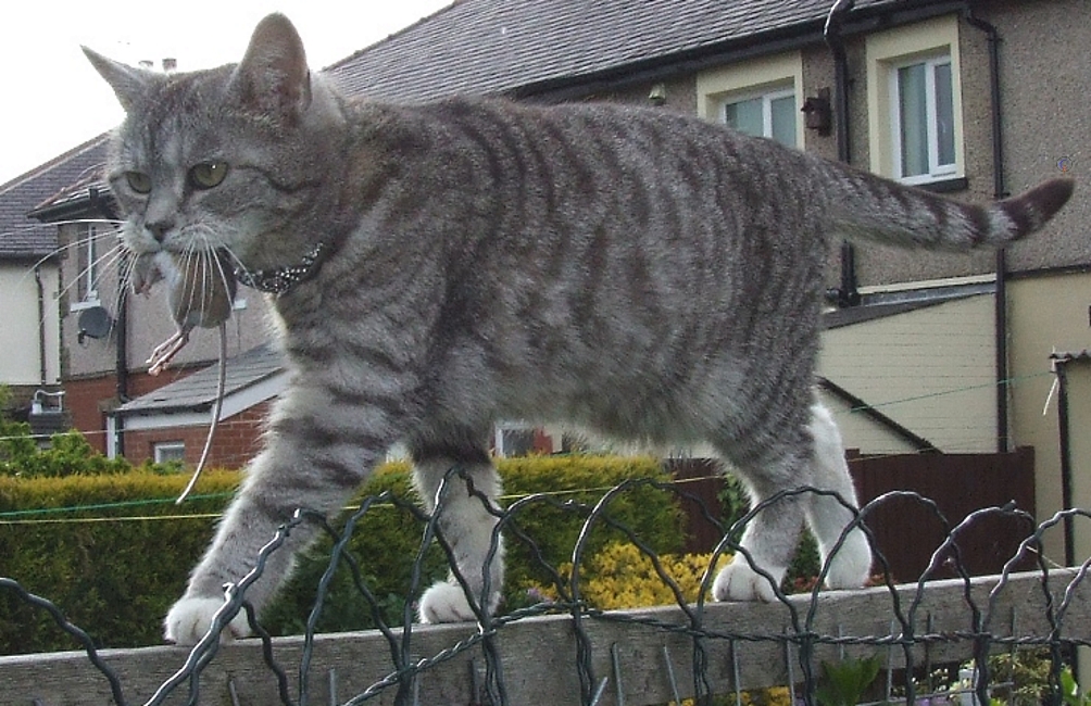 Copyright of Anenglishmanshome.